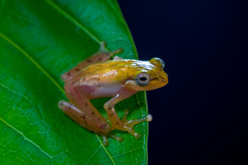 Philautus vittiger is a species of frog in the family Rhacophoridae. It is endemic to Indonesia
