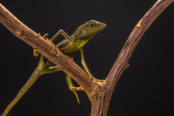 Bronchocela jubata, commonly known as the maned forest lizard, is a species of agamid lizard found mainly in Indonesia