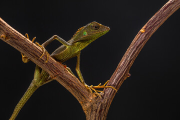 Bronchocela jubata, commonly known as the maned forest lizard, is a species of agamid lizard found mainly in Indonesia