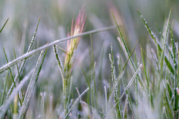 Wheat field in the foreground with traces of frost and dew at dawn