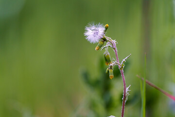 Close-up of dandelion-type plant with out-of-focus background