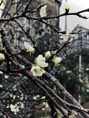 tree blossom