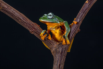 Wallace's flying frog (Rhacophorus nigropalmatus), also known as the gliding frog