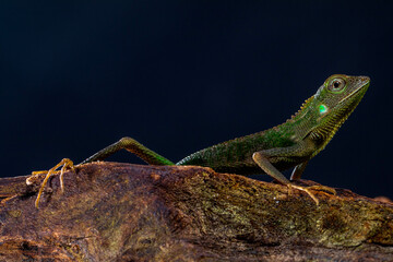 Bronchocela jubata, commonly known as the maned forest lizard, is a species of agamid lizard found mainly in Indonesia