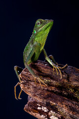 Obraz premium Bronchocela jubata, commonly known as the maned forest lizard, is a species of agamid lizard found mainly in Indonesia