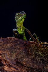 Bronchocela jubata, commonly known as the maned forest lizard, is a species of agamid lizard found mainly in Indonesia
