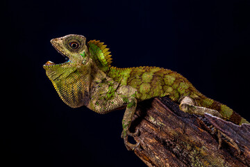 Gonocephalus chamaeleontinus, the chameleon forest dragon or chameleon anglehead lizard, is a species of agamid lizard from Indonesia and Malaysia