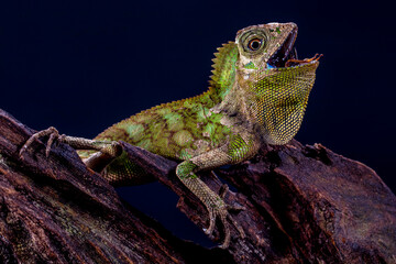 Gonocephalus chamaeleontinus, the chameleon forest dragon or chameleon anglehead lizard, is a species of agamid lizard from Indonesia and Malaysia