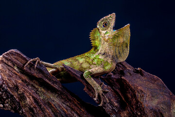 Gonocephalus chamaeleontinus, the chameleon forest dragon or chameleon anglehead lizard, is a species of agamid lizard from Indonesia and Malaysia