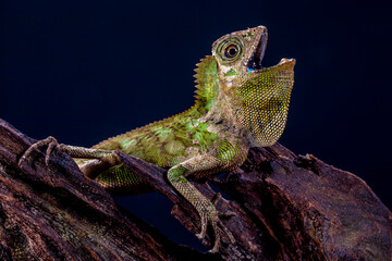 Gonocephalus chamaeleontinus, the chameleon forest dragon or chameleon anglehead lizard, is a species of agamid lizard from Indonesia and Malaysia
