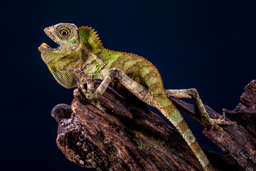 Gonocephalus chamaeleontinus, the chameleon forest dragon or chameleon anglehead lizard, is a species of agamid lizard from Indonesia and Malaysia