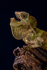 Gonocephalus chamaeleontinus, the chameleon forest dragon or chameleon anglehead lizard, is a species of agamid lizard from Indonesia and Malaysia