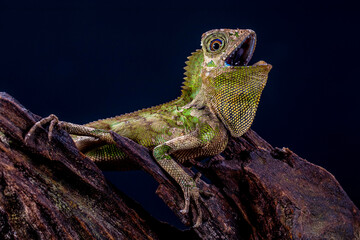 Gonocephalus chamaeleontinus, the chameleon forest dragon or chameleon anglehead lizard, is a species of agamid lizard from Indonesia and Malaysia