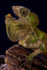 Gonocephalus chamaeleontinus, the chameleon forest dragon or chameleon anglehead lizard, is a species of agamid lizard from Indonesia and Malaysia