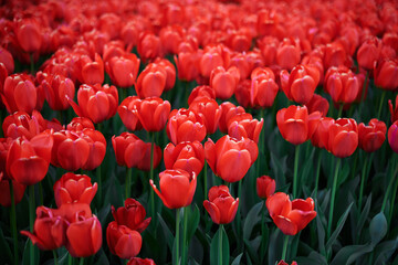 Field of red tulips in flower garden, beautiful summertime background. Group of red tulips in the park. Spring landscape. High quality photo