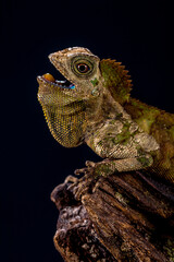 Gonocephalus chamaeleontinus, the chameleon forest dragon or chameleon anglehead lizard, is a species of agamid lizard from Indonesia and Malaysia