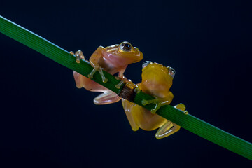 Philautus vittiger is a species of frog in the family Rhacophoridae. It is endemic to Indonesia