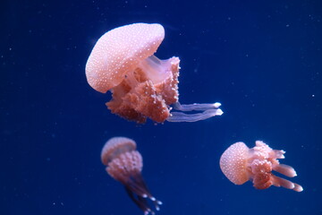 jelly fish in the sea