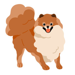 Cute small dog of Pomeranian Spitz breed. Happy Pom puppy. Little purebred doggy, canine animal smiling. Funny sweet lovely pup, Zwergspitz. Flat illustration isolated on white background