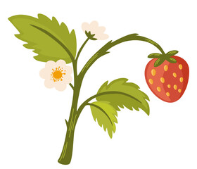 Strawberry branch.  Forest berries. Strawberries flowers and green leaves. Modern hand-drawn vector illustration clip art collection for web, print design