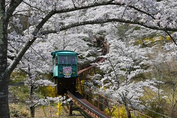 満開の桜とスロープカー