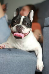 French Bulldogs make great dogs and companions at home.