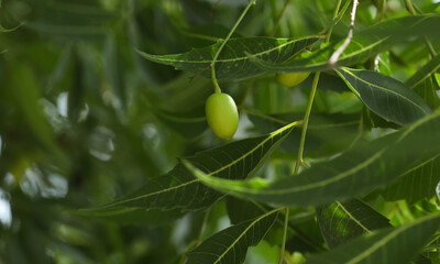 Neem tree fruit closeup. Indian lilac. Nim tree. Azadirachta Indica. - obrazy, fototapety, plakaty
