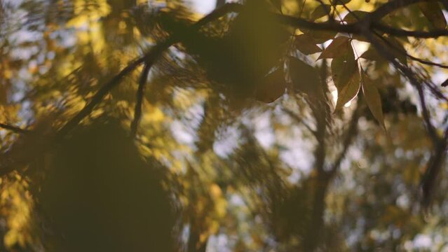 Closeup footage of tree branches with leaves