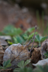 Close up of forest floor in the spring