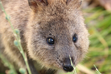Naklejka premium quokka at rottnest island (australia)
