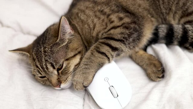 adorable tabby cat lying on bed with computer wireless white mouse with head on it.angry upset grinch face.kitty domestic pet want to sleep at rest.high quality 4k real time