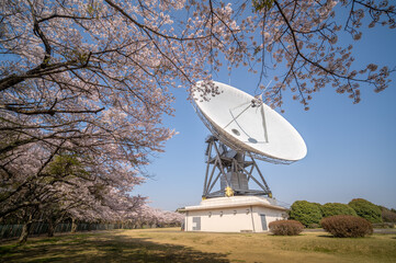 茨城県高萩市　桜満開のさくら宇宙公園