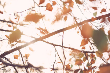 Unfocused natural background of the autumn forest in close-up, through the branches of a lime tree. Beautiful close-up of falling autumn leaves with the ability to copy. High quality photo