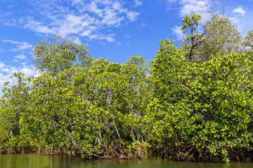 Fototapeta na wymiar Palétuviers dans une mangrove
