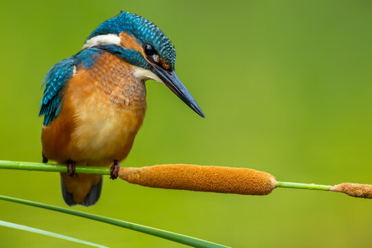 Cute kingfisher sitting on cattail in nature