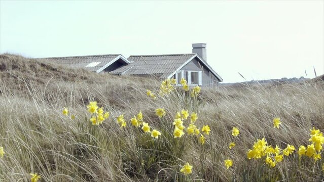 D&auml;nisches Haus in den D&uuml;nen mit gelben Narzissen im Vordergrund