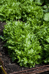 Lettuce plants - lactuca sativa ' Reine de Glace '  lettuce in the vegetable garden - fresh salad leaves are growing on the veggie farm.