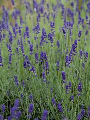 English Lavender - ' Loddon Blue' Lavandula angustifolia or officinalis -  ornamental plant in cottage gerden with dark blue flowers.