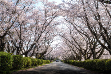 Fototapeta na wymiar 茨城県高萩市　桜満開のさくら宇宙公園