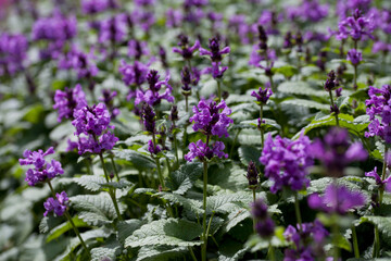 Fototapeta premium Stachys Macrantha Robusta - woundwort , medicinal plant used to stop bleeding wounds, growing in the herbal garden.