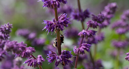 Obraz premium Salvia Verticillata - Purple Rain - beautiful ornamenal plant in the naturalistic garden.