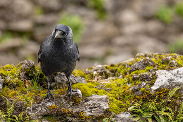 black raven on a rock with moss