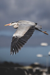 great blue heron in flight side profile