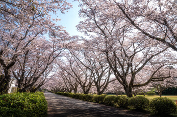 茨城県高萩市　桜満開のさくら宇宙公園