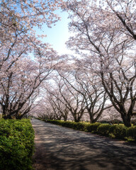 Obraz premium 茨城県高萩市 桜満開のさくら宇宙公園