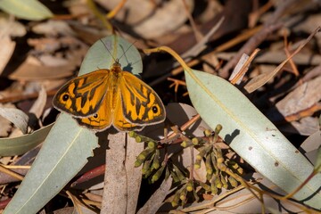 Common brown butterfly on leaves fallen on the ground in Gawler Region, South Australia