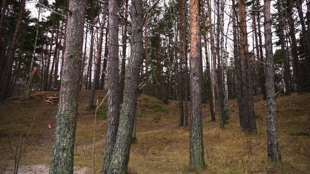 the shot of a Magical mountain forest with the trees growing on hills. There is a broken tree after a storm. Gimbal shot. dense forest with mossy trunks on a gloomy cloudy autumn day