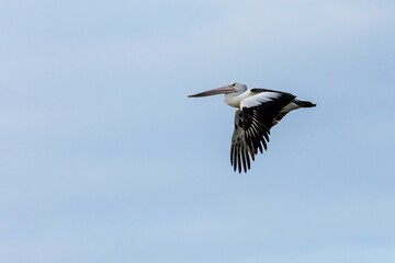 Pelican bird mid flight