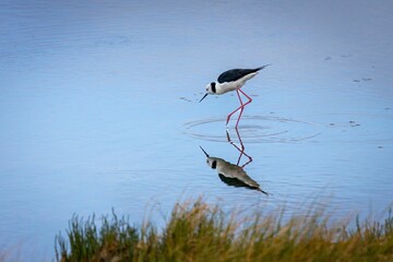 Black-winged stilt staring at its reflection while perching in the water