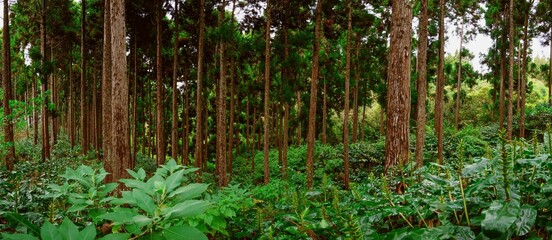 Beautiful view of a lovely forest with thick bushes and lush green trees under bright sunlight